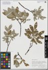 Foto von Salix glauca L.